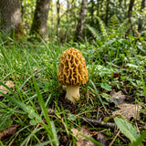 Morel mushroom in a forest setting with grass and leaves.