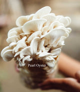 Pearl White Oyster Mushroom