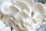 Pearl Oyster 