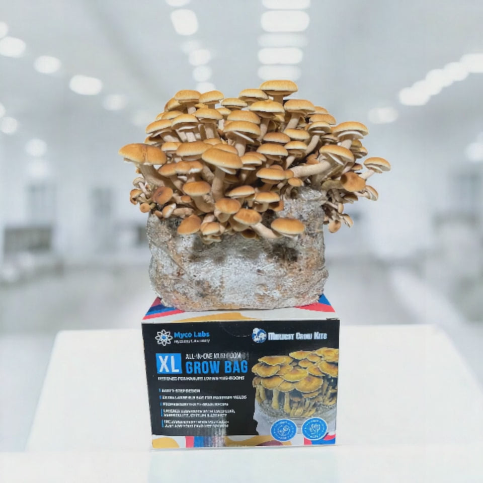 XL All-in-One Mushroom Grow Bag (6 lbs) for Manure Loving Mushrooms
