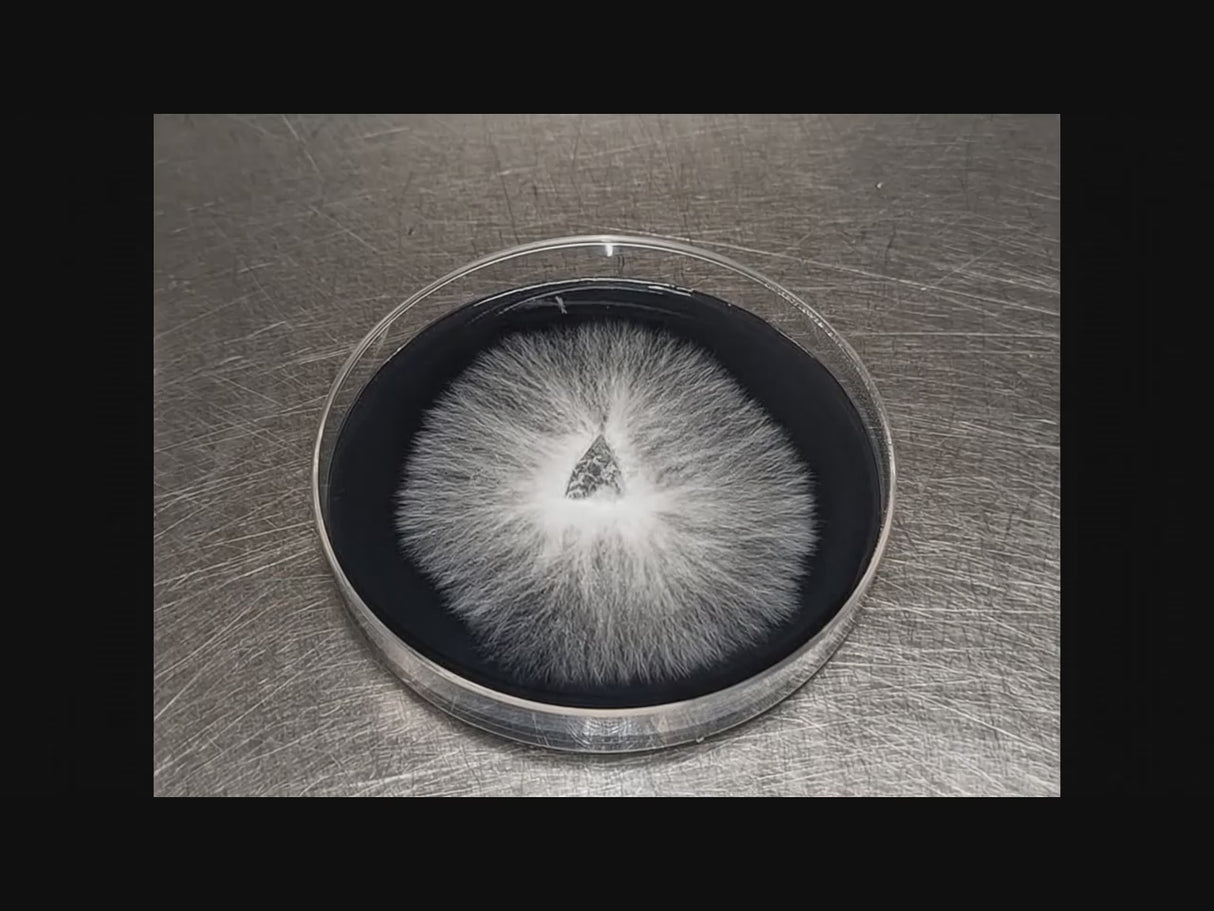 Pre-Poured Sterilized BLACK MEA Agar Plates (10-Pack)