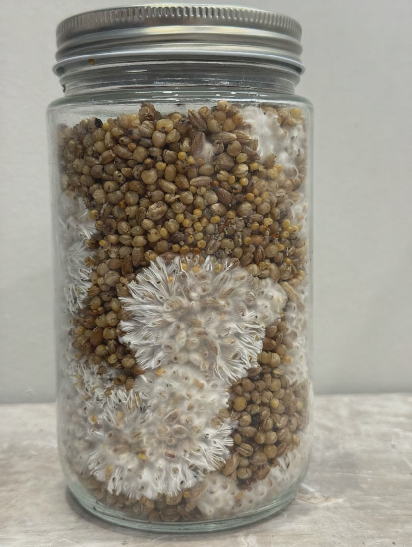 5-Grain Spawn Jars 32oz 3-Pack | Sterile Grain Spawn Jars