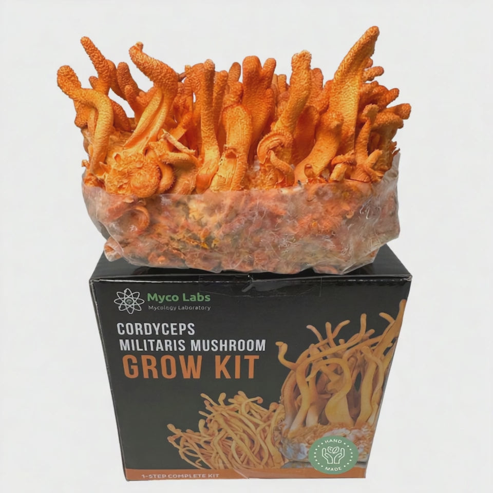 Cordyceps Militaris Ready To Grow Spawn Bag Grow Kit