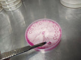 Sterile 6mm Agar Punches (2-Pack) 