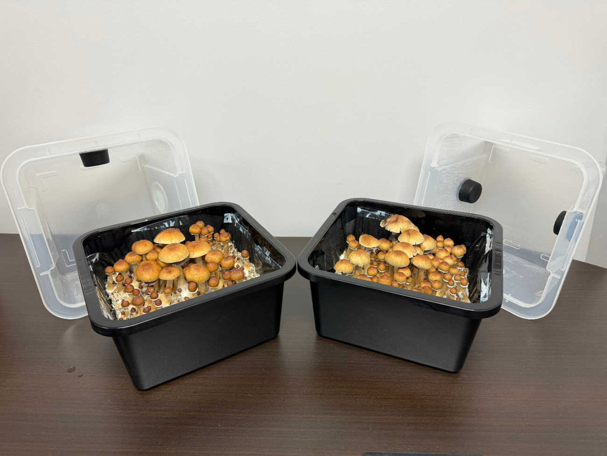 Monotub Upgrade Kit For 4 LB All-in-One Grow Bag 
