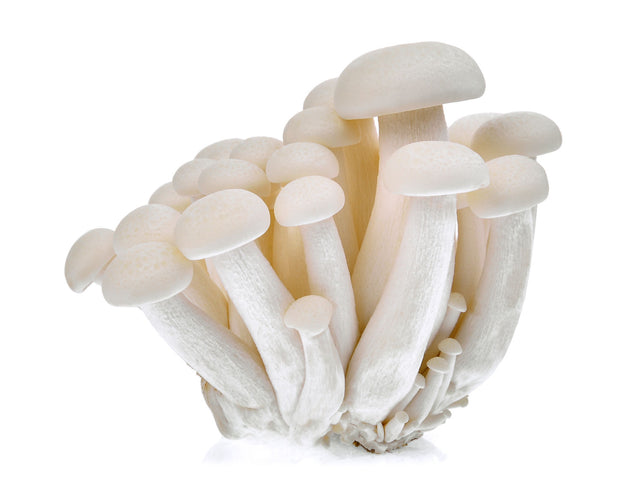 White Beech Shimeji Liquid Culture Syringe (10cc) 