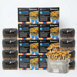 Wholesale All-in-One Mushroom XL Grow Bags (6 lbs) for Manure Loving Mushrooms (Case of 8)