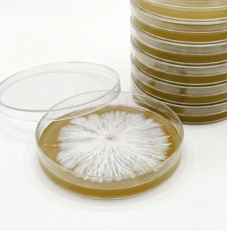 Pre-Poured Sterilized Malt Extract Agar Plates (10-Pack)