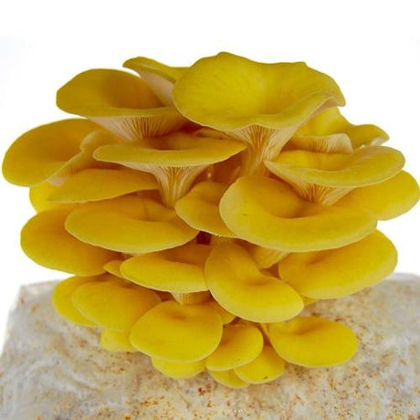 Golden (Yellow) Oyster 