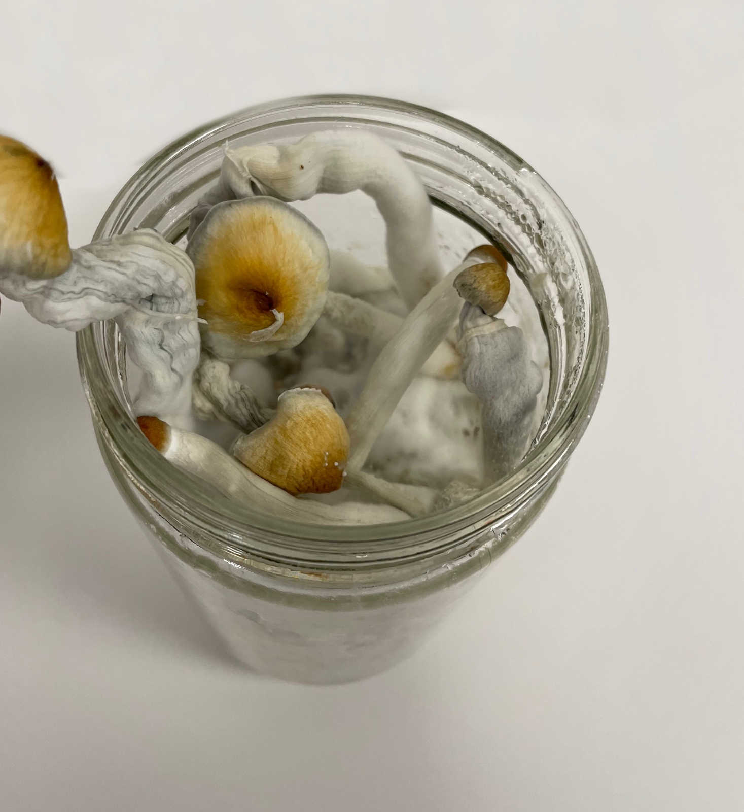 Organic Rye Berries - Mushroom Grain Spawn Substrate - Quart Jar - Org –  fungicultureco