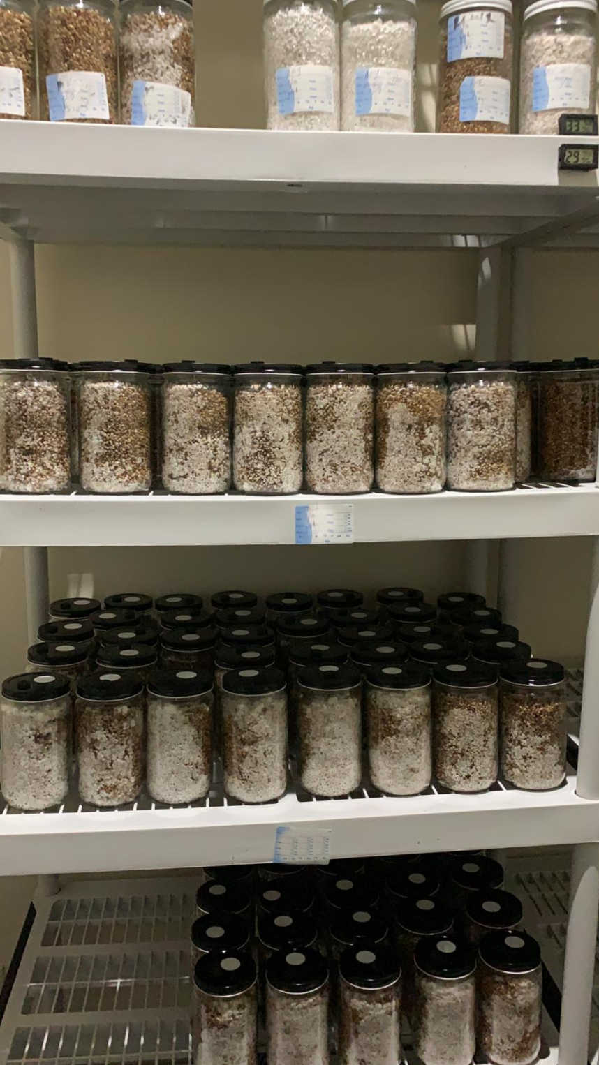 Organic Rye Berries - Mushroom Grain Spawn Substrate - Quart Jar - Org –  fungicultureco