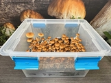 32 Quart Monotub Fruiting Chamber with Filter Disks and Liner - MT32