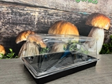 Bulk Spawn Growing & Casing Kit: New Dome Edition  - BLKD