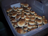 Mega Mushroom Growing & Incubator Kit - m01