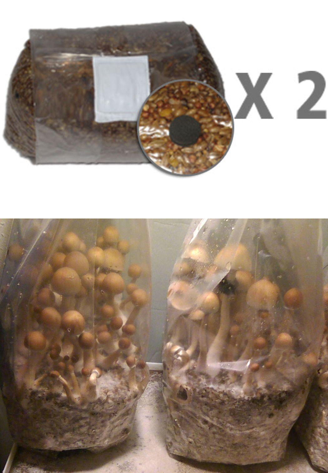 Myco Bags Mushroom Cultivation Grow kit bag 10 QTY Large Size 8 x 5 x 19 Spawn 