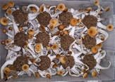 Kit ultime de culture de champignons et d'incubateur - u01