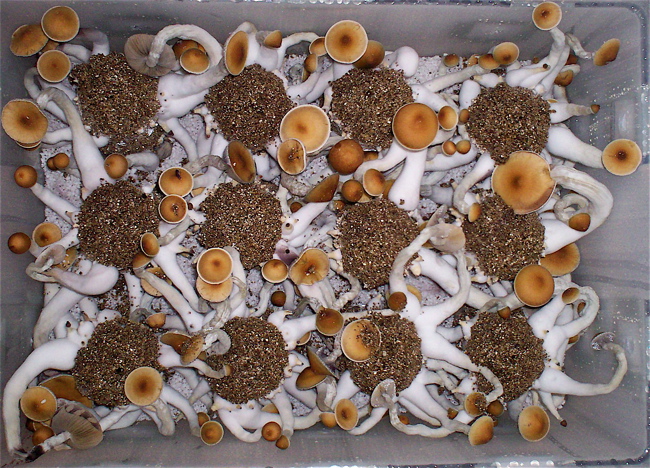 https://www.midwestgrowkits.com/resize/Shared/Images/Product/Ultimate-Mushroom-Growing-Incubator-kit/12jars.jpg?bw=600&w=600
