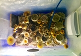 Kit ultime de culture de champignons et d'incubateur - u01