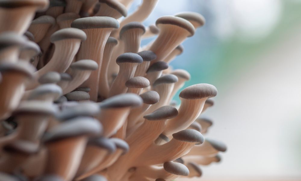 5 Tips for Easier Mushroom Spore Harvesting