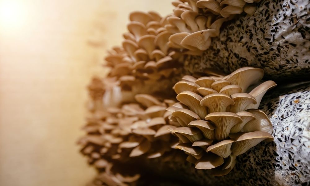 Mushroom Growing Mistakes You Should Avoid