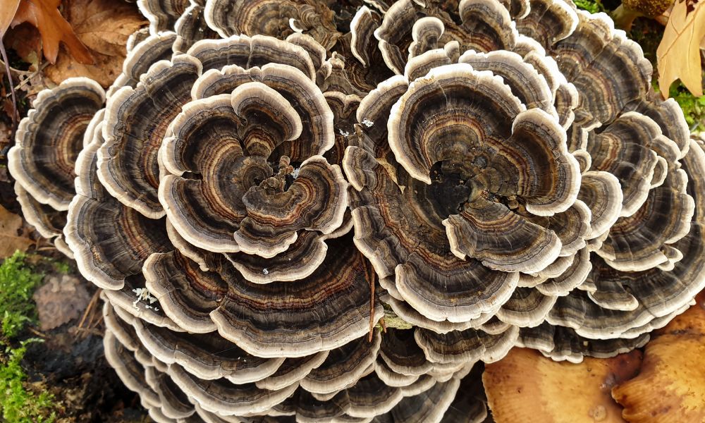 The Surprising Benefits of Turkey Tail Mushrooms