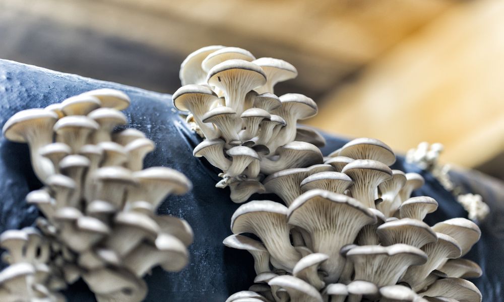 Mushroom Growing Supplies You Need To Get Started