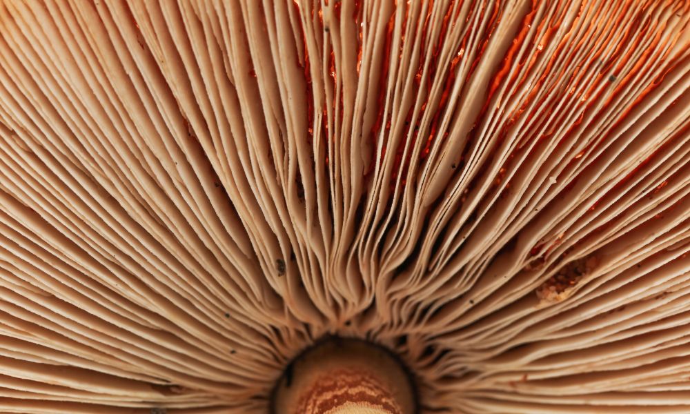 Mushroom Anatomy: Understanding All the Parts of a Mushroom