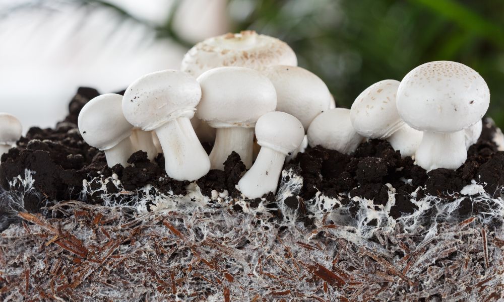 The Benefits of Mushroom Cultivation Kits