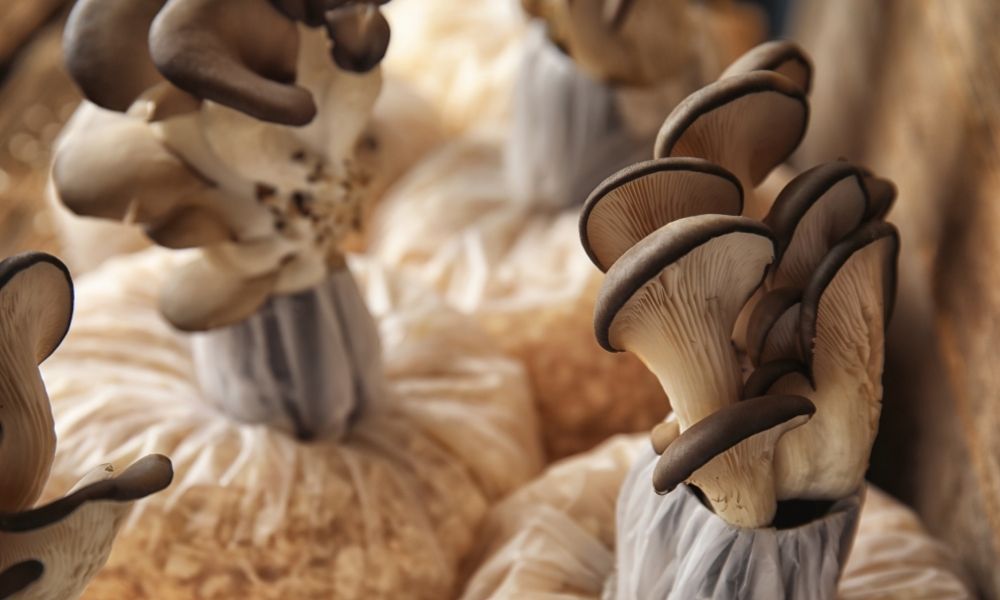 The Benefits of Growing Your Own Mushrooms