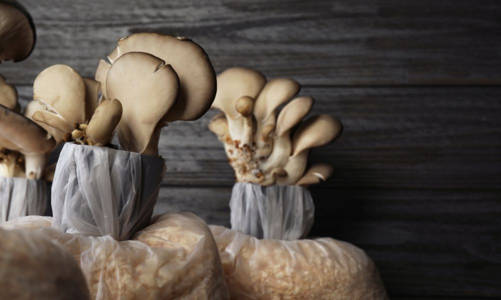 Top 5 Tips for Growing Mushrooms in a Bag