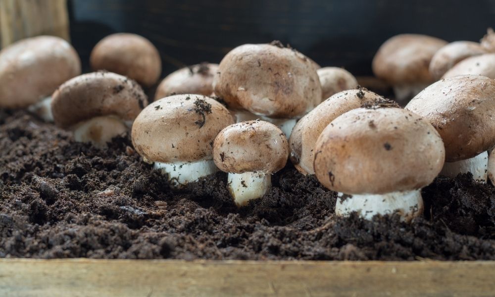 What Are Mushroom Substrates, & Why Are They Important?