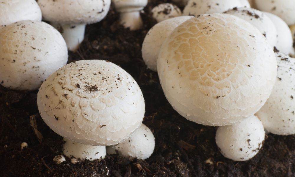 How Do You Sterilize Soil for Mushroom Casing?