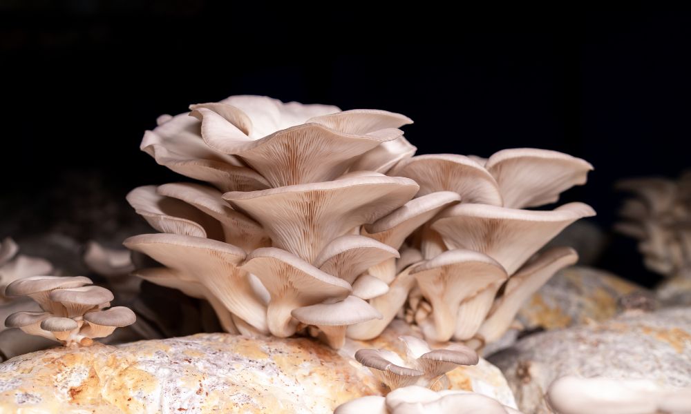 Top Tips for Storing Your Fresh Mushrooms