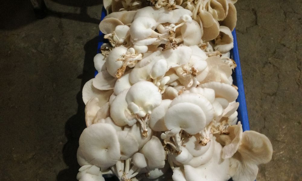 What Is the Best Grain for Mushroom Spawn?
