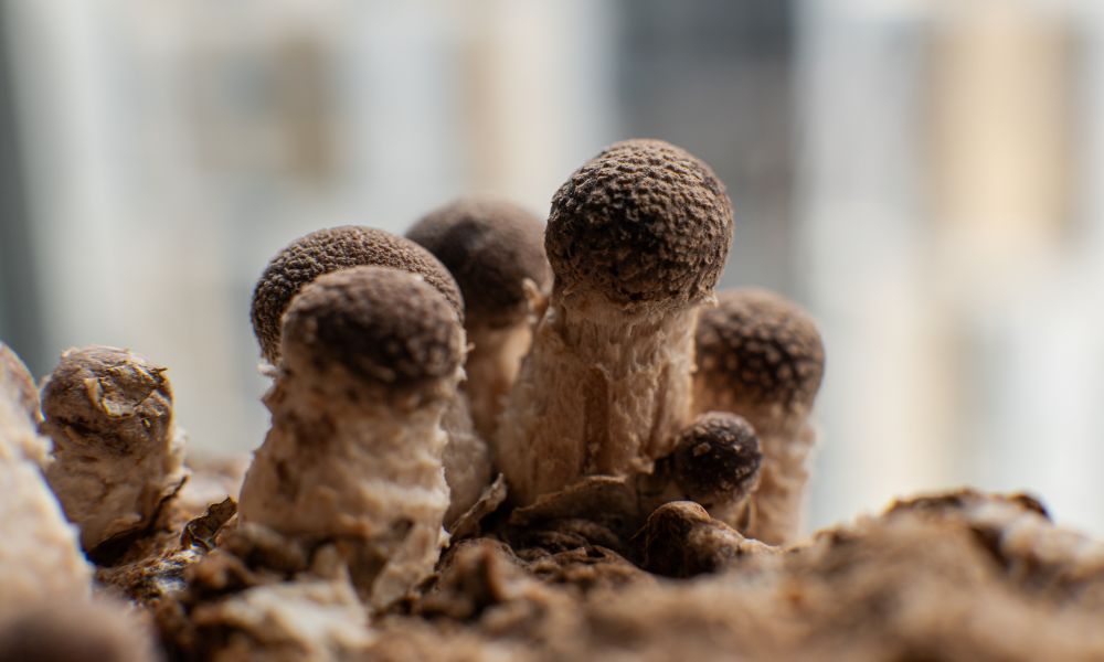 Where Should You Place Your Mushroom Grow Kit?