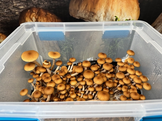 Top 10 Ways To Increase Your Mushroom Yield