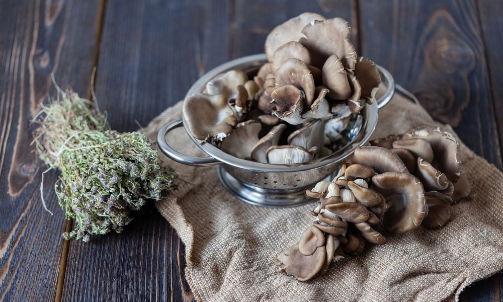 5 Tips for Growing Oyster Mushrooms at Home