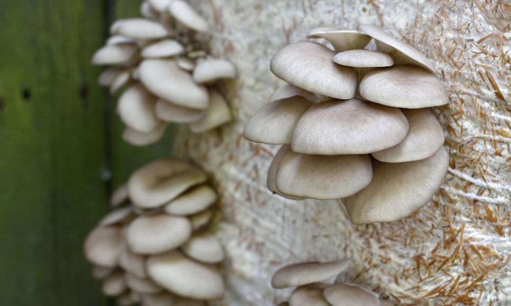 A Beginner’s Guide to Growing Mushrooms at Home