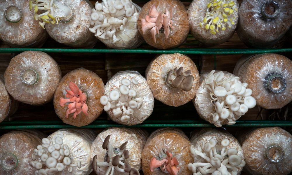 Should You Cultivate or Forage Your Mushrooms?