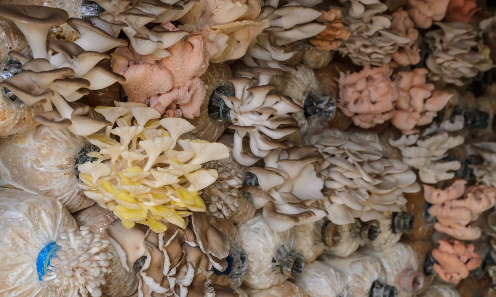 Glass vs. Plastic: Which Is Best for Growing Mushrooms?