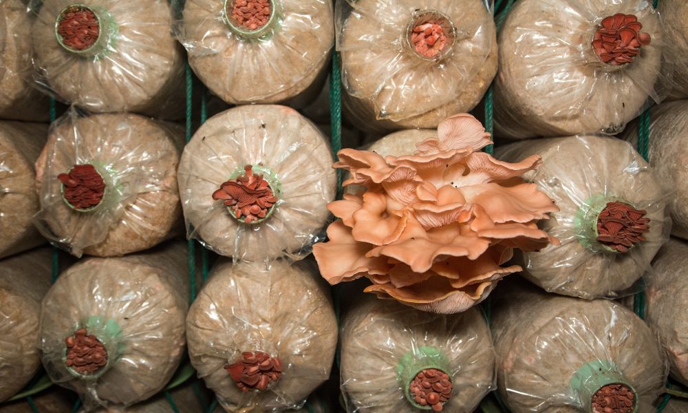 Sterile Grain Bags - 4 Pack - 1lb Per Bag – Royal Flush Mushrooms