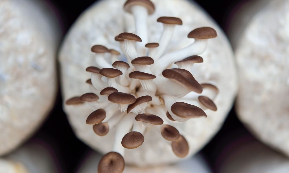 4 Benefits of Growing Mushrooms at Your Home
