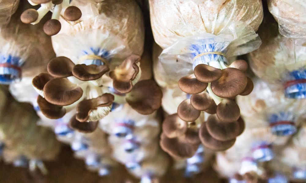 How UV Light Exposure Increases Vitamin D in Mushrooms
