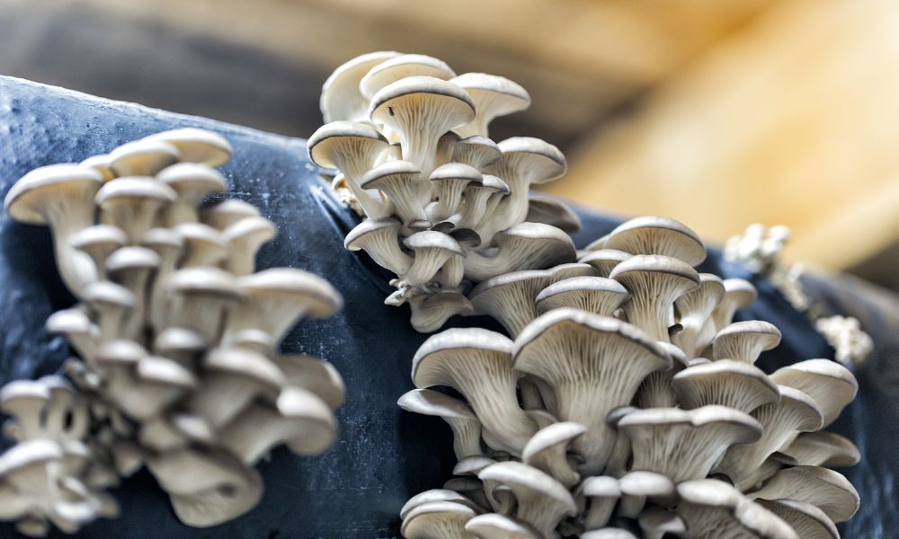 Health and Safety Tips for Mushroom Growing