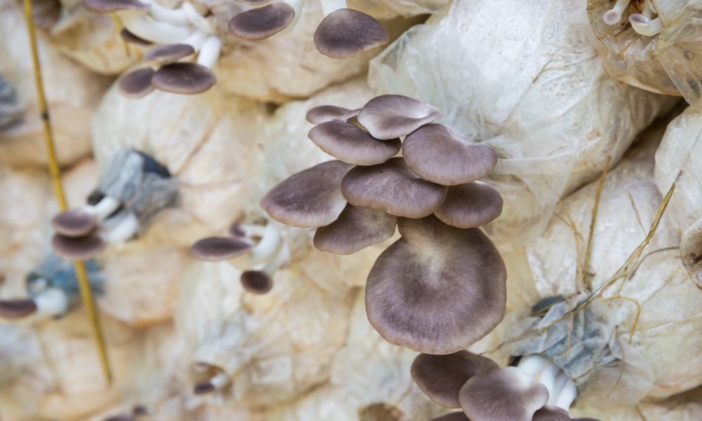 6 Reasons To Gift a Mushroom Growing Kit