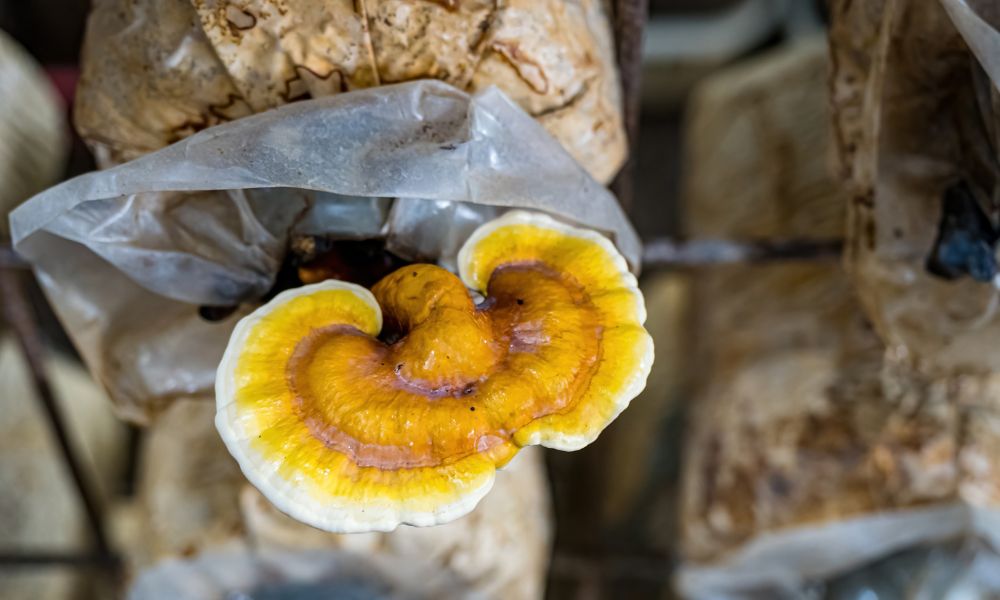 Why Rye Makes a Great Mushroom Substrate