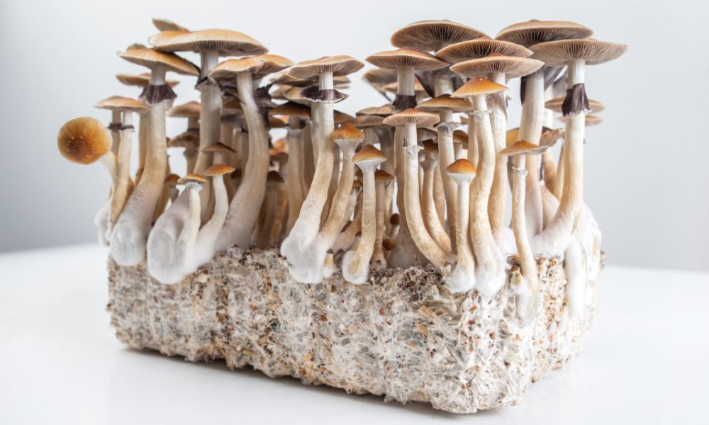 Growing Mushrooms Indoors vs. Outdoors: Which Is Better?